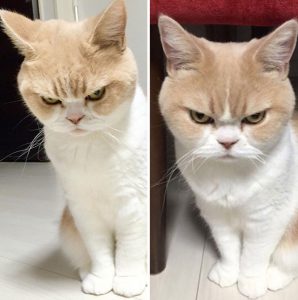 before-after-called-good-boy-2-5860c746ad4c9__700