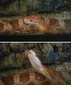 before-after-called-good-boy-24-5860d1a309e13__700