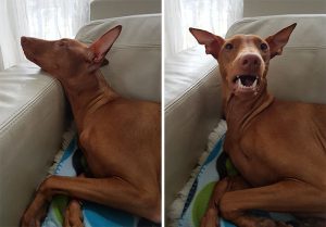 before-after-called-good-boy-30-5860d7fd6691d__700