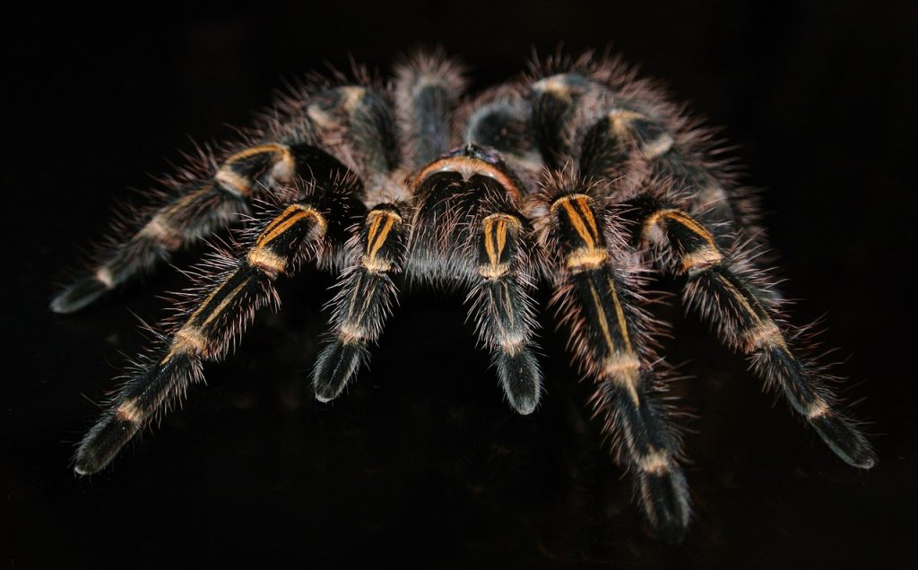 grammostola-1198225_1280