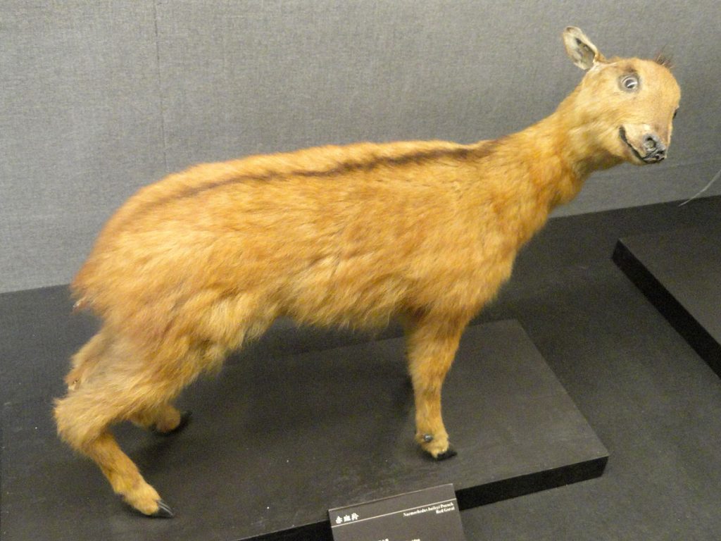 1200px-Naemorhedus_baileyi_-_Kunming_Natural_History_Museum_of_Zoology_-_DSC02442