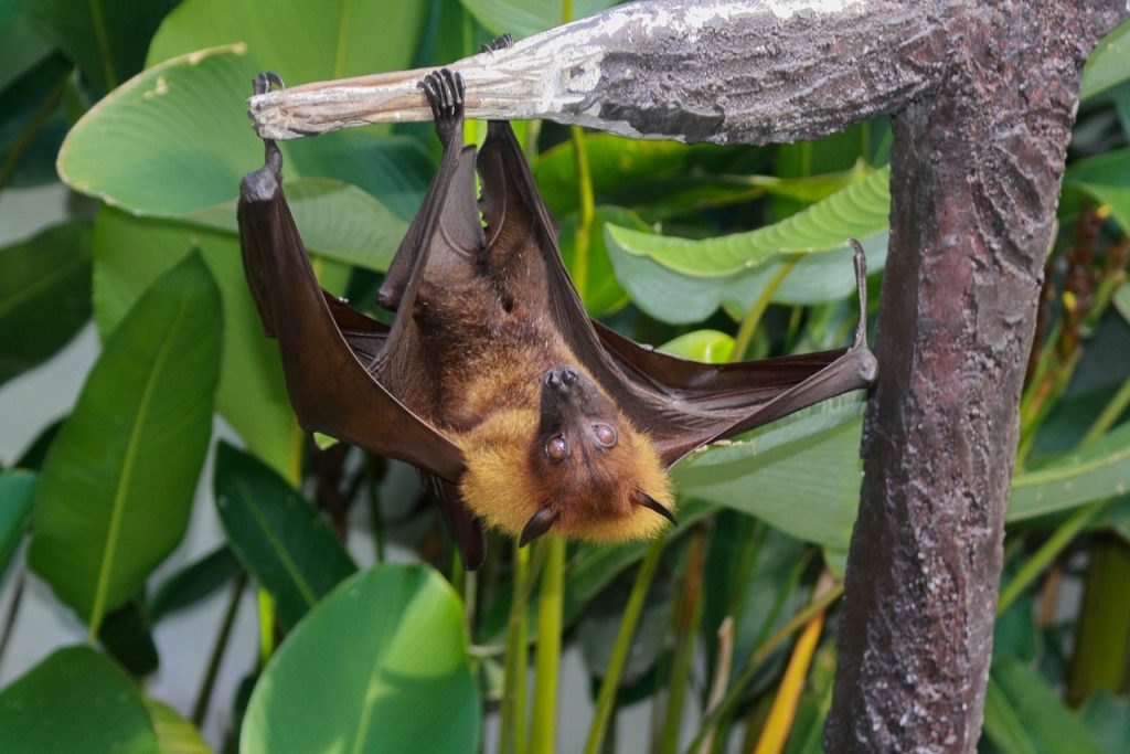 bat-1255957_1280