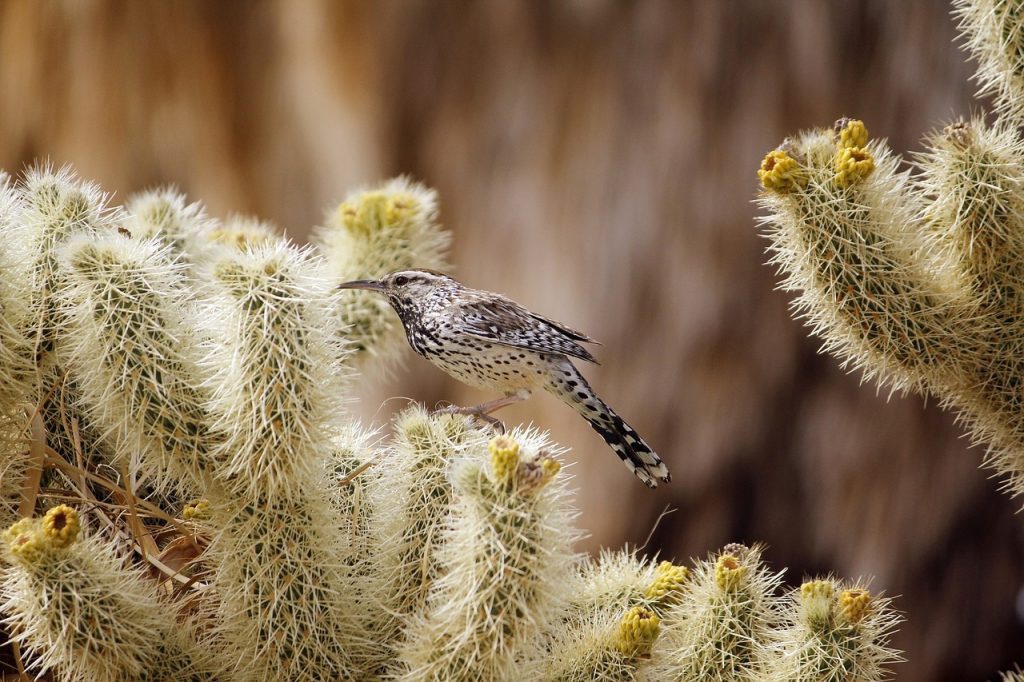 cactus-wren-962248_1280