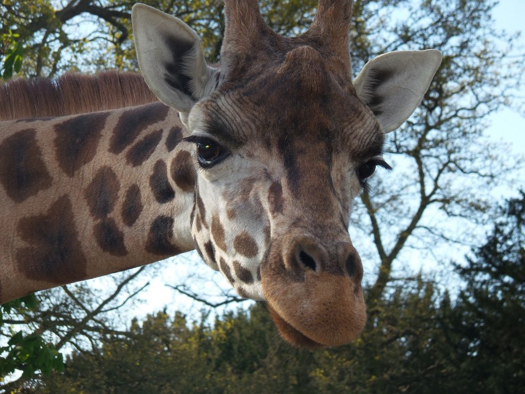 giraffe-791905_1280