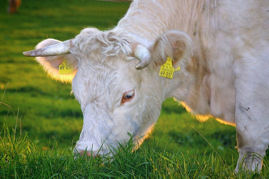 happy-cows-263766_1280