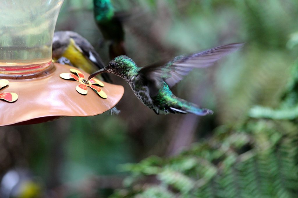 hummingbird-2007106_1280
