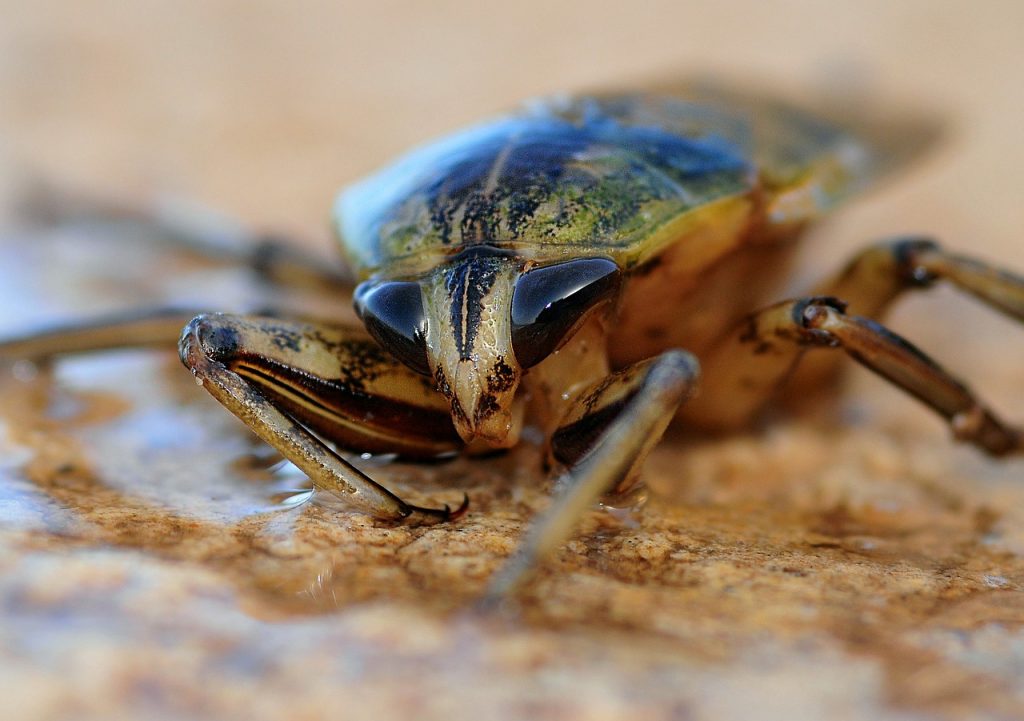insect-622415_1280