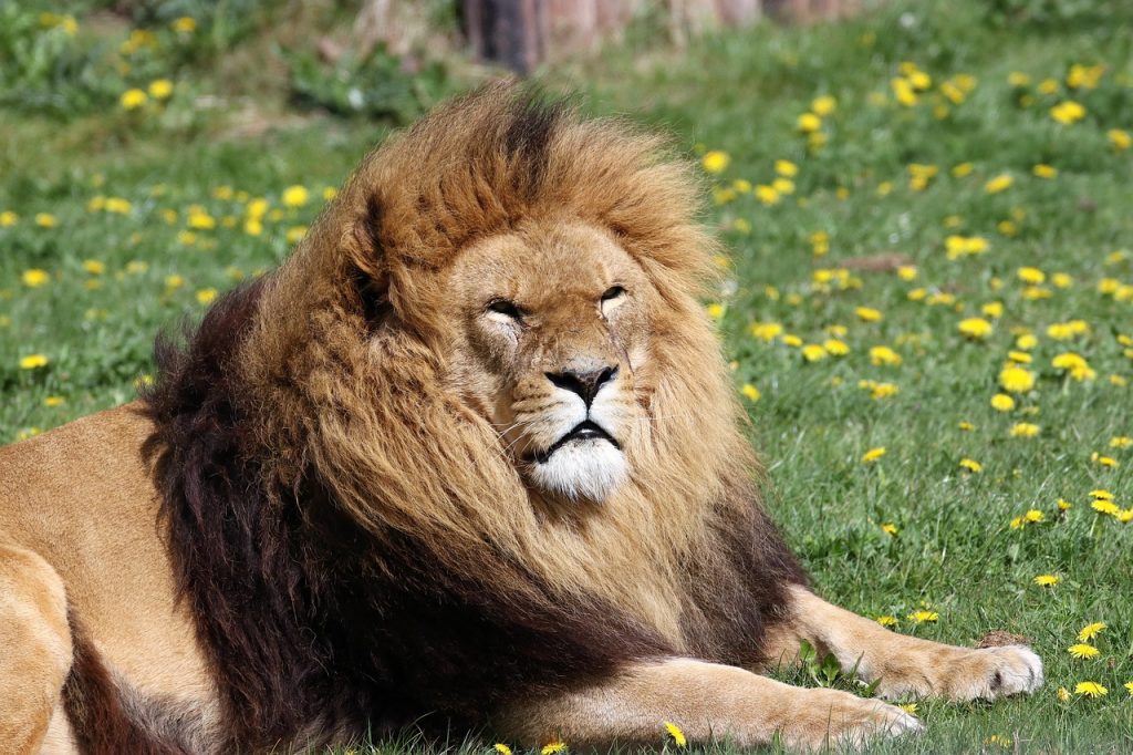 lion-2242364_1280