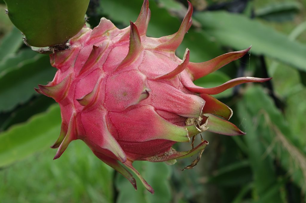 red-dragon-fruit-1973815_1280