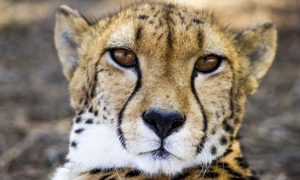 gepard