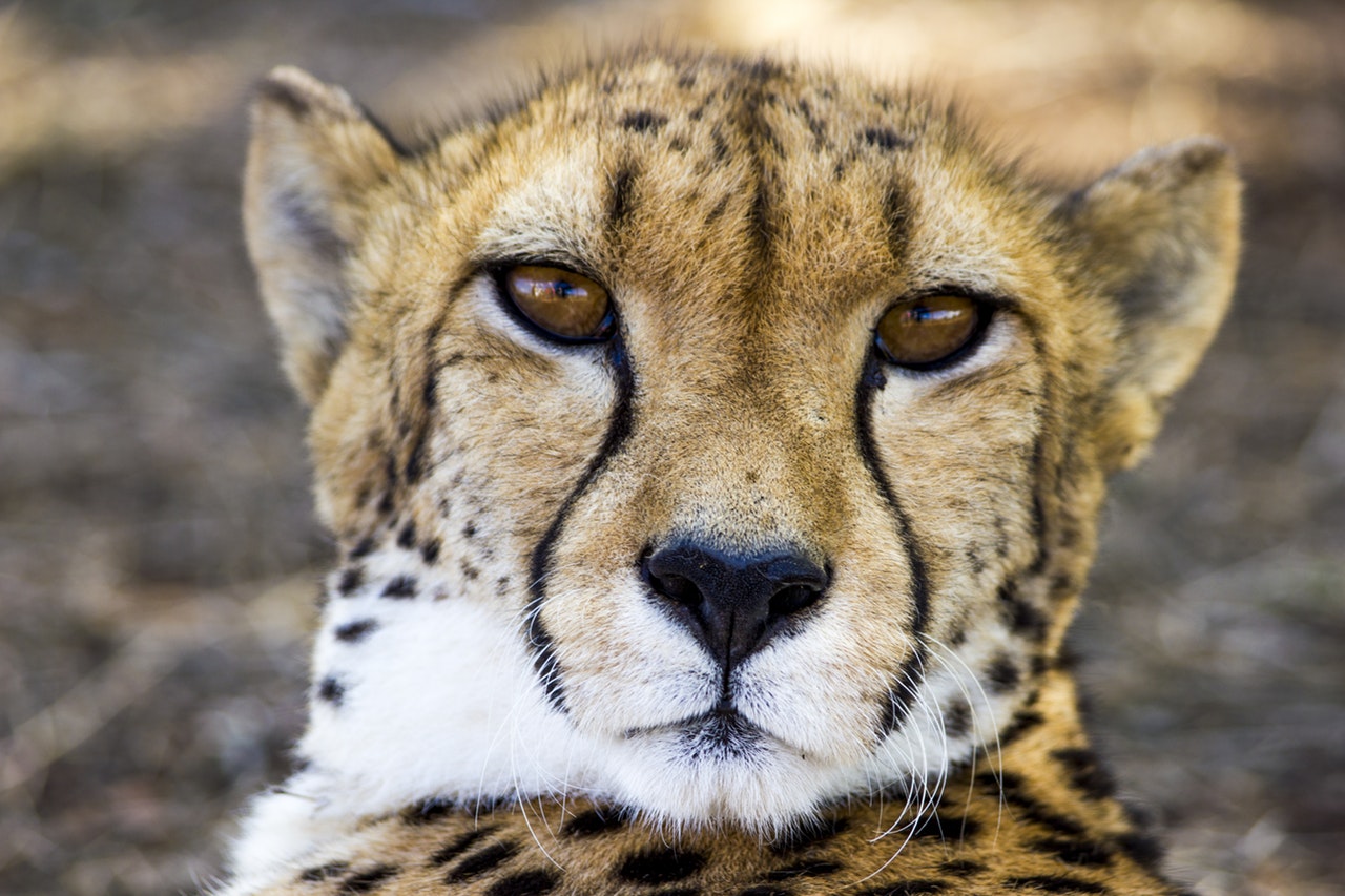 gepard