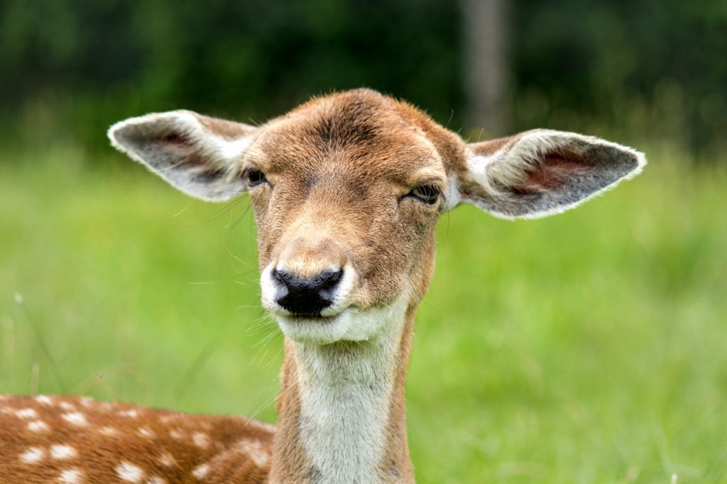 doe-hirsch-female-oversleeping-52498