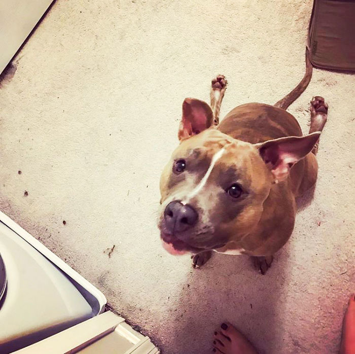 pitbul