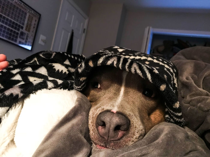 divny_pitbul_11
