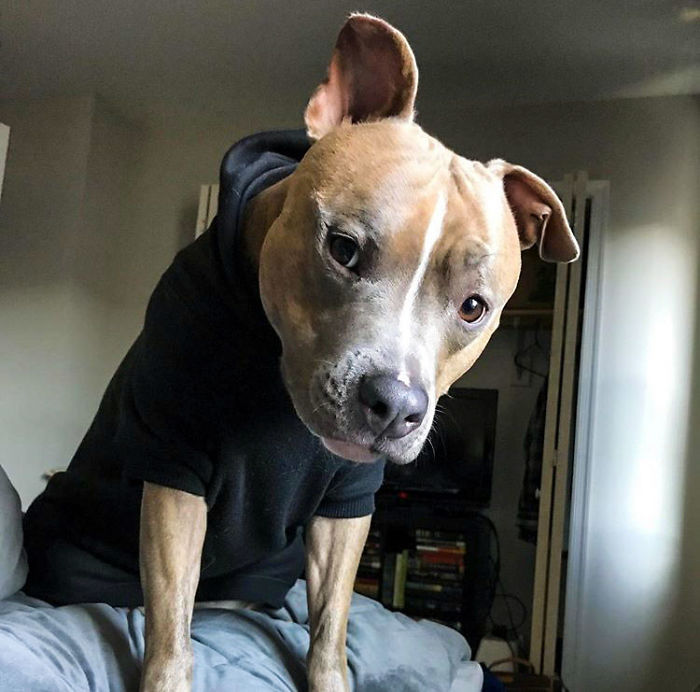 divny_pitbul_3