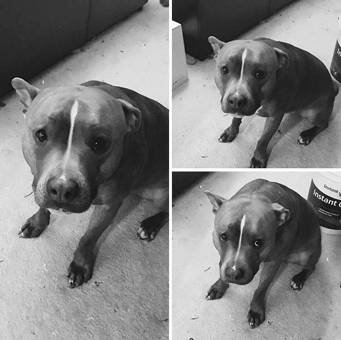 divny_pitbul_4