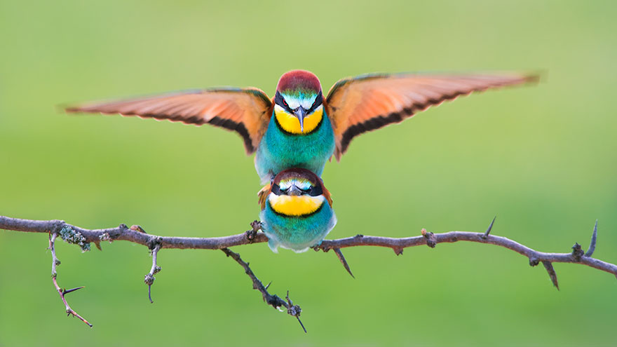 photo_contest_10