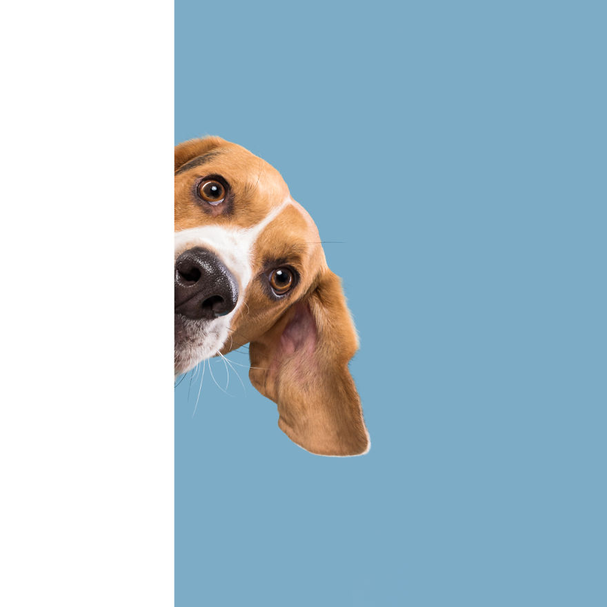 psie_portrety_10