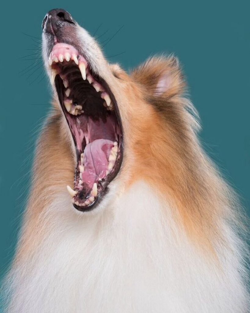 psie_portrety_14