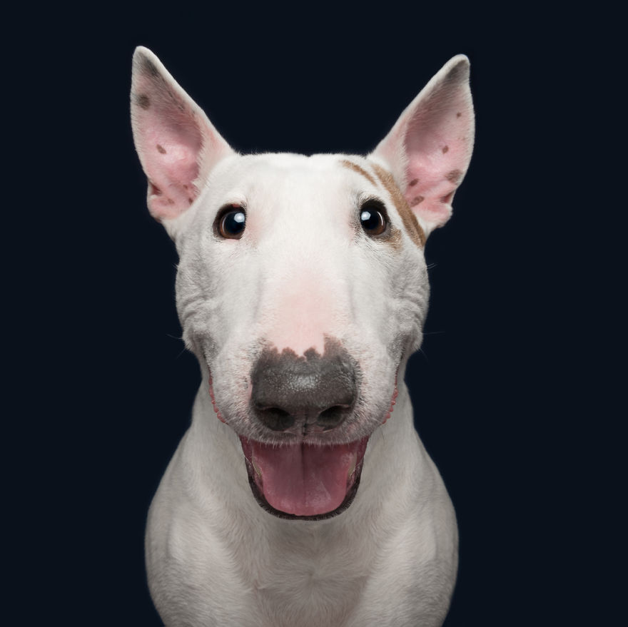 psie_portrety_2