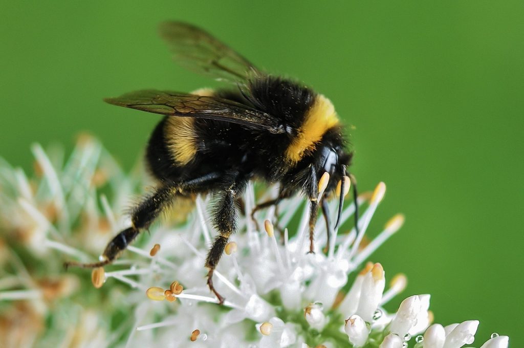 bee-bumblebee-insect-macro