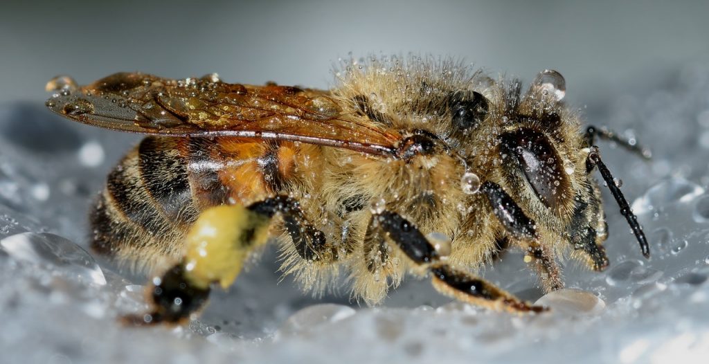 insects-hymenoptera-apis-mellifera