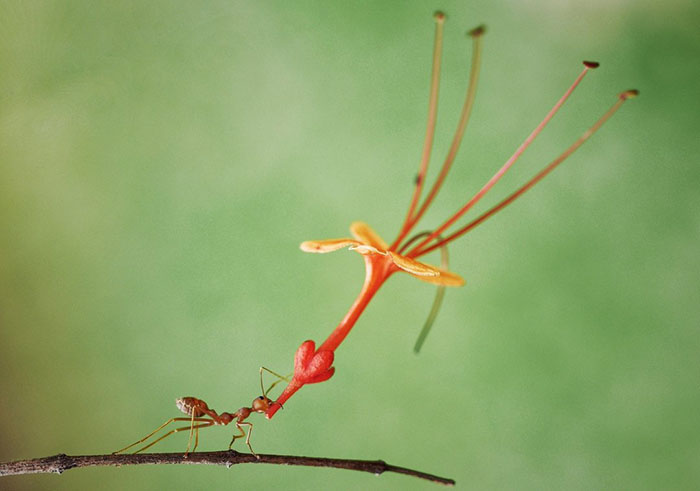 *** EXCLUSIVE *** BATAM, INDONESIA - 2017: Ant Pictured carrying a flower in Batam, Indonesia. SPRING has sprung back into action and so have the 2018 Comedy Wildlife Photography Awards - here are the best entries so far. Two dancing polar bears by Luca Venturi have made the cut, along with an ant that's bitten off a little more than it can chew, shot by Muhammed Faishol Husni. The awards were founded by Tom Sullam and Paul Joynson-Hicks MBE, and aim to raise awareness of wildlife conservation through the power of laughter. The duo are part of a panel of judges, which also includes wildlife TV presenter Kate Humble, actor and comedian Hugh Dennis, wildlife photographer Will Burrard-Lucas, wildlife expert Will Travers OBCE, the Telegraphs online travel editor Oliver Smith and new 2018 judge the Managing Director of Affinity, Ashley Hewson. It?s not too late to enter your own hilarious photograph into the competition, and entries are free. Entrants can submit up to three images into each category and up to two video clips of no more than 60 seconds into the video clip category. The overall winner will be named the 2018 Comedy Wildlife Photographer of the Year and win a one week safari with Alex Walker's Serian - and there plenty of other fantastic prizes up for grabs for runners up. The competition is open to the public, with the deadline on 30th June 2018. ******Editors Note - Condition of Usage: These photos must be used in conjunction with the competition Comedy Wildlife Photography Competition 2018***** PHOTOGRAPH BY Muhammad Faishol Husni / CWPA / Barcroft Images