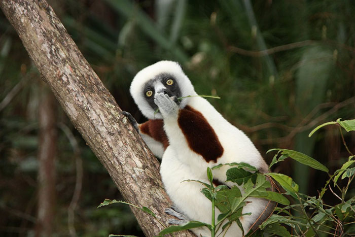 *** EXCLUSIVE *** MADAGASCAR - 2016: Pictured Astonished Lemur in Madagascar. SPRING has sprung back into action and so have the 2018 Comedy Wildlife Photography Awards - here are the best entries so far. Two dancing polar bears by Luca Venturi have made the cut, along with an ant that's bitten off a little more than it can chew, shot by Muhammed Faishol Husni. The awards were founded by Tom Sullam and Paul Joynson-Hicks MBE, and aim to raise awareness of wildlife conservation through the power of laughter. The duo are part of a panel of judges, which also includes wildlife TV presenter Kate Humble, actor and comedian Hugh Dennis, wildlife photographer Will Burrard-Lucas, wildlife expert Will Travers OBCE, the Telegraphs online travel editor Oliver Smith and new 2018 judge the Managing Director of Affinity, Ashley Hewson. It?s not too late to enter your own hilarious photograph into the competition, and entries are free. Entrants can submit up to three images into each category and up to two video clips of no more than 60 seconds into the video clip category. The overall winner will be named the 2018 Comedy Wildlife Photographer of the Year and win a one week safari with Alex Walker's Serian - and there plenty of other fantastic prizes up for grabs for runners up. The competition is open to the public, with the deadline on 30th June 2018. ******Editors Note - Condition of Usage: These photos must be used in conjunction with the competition Comedy Wildlife Photography Competition 2018***** PHOTOGRAPH BY Jakob Strecker / CWPA / Barcroft Images