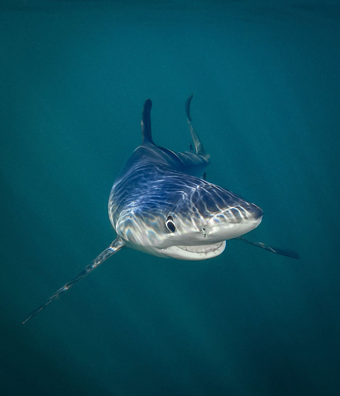 *** EXCLUSIVE *** RHODE ISLAND, UNITED STATES - 2014: A blue shark smiles for the camera off the coast of Rhode Island, United States. SPRING has sprung back into action and so have the 2018 Comedy Wildlife Photography Awards - here are the best entries so far. Two dancing polar bears by Luca Venturi have made the cut, along with an ant that's bitten off a little more than it can chew, shot by Muhammed Faishol Husni. The awards were founded by Tom Sullam and Paul Joynson-Hicks MBE, and aim to raise awareness of wildlife conservation through the power of laughter. The duo are part of a panel of judges, which also includes wildlife TV presenter Kate Humble, actor and comedian Hugh Dennis, wildlife photographer Will Burrard-Lucas, wildlife expert Will Travers OBCE, the Telegraphs online travel editor Oliver Smith and new 2018 judge the Managing Director of Affinity, Ashley Hewson. It?s not too late to enter your own hilarious photograph into the competition, and entries are free. Entrants can submit up to three images into each category and up to two video clips of no more than 60 seconds into the video clip category. The overall winner will be named the 2018 Comedy Wildlife Photographer of the Year and win a one week safari with Alex Walker's Serian - and there plenty of other fantastic prizes up for grabs for runners up. The competition is open to the public, with the deadline on 30th June 2018. ******Editors Note - Condition of Usage: These photos must be used in conjunction with the competition Comedy Wildlife Photography Competition 2018***** PHOTOGRAPH BY Tanya Houppermans / CWPA / Barcroft Images