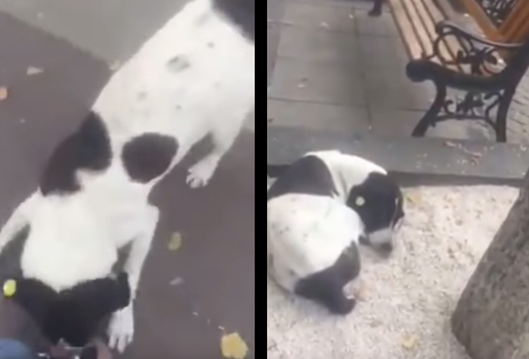 Dojemné stretnutie: Starý pán po rokoch našiel svojho strateného psa