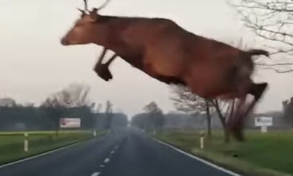 Vodič mal obrovské šťastie! Jeleň mu preletel ponad auto