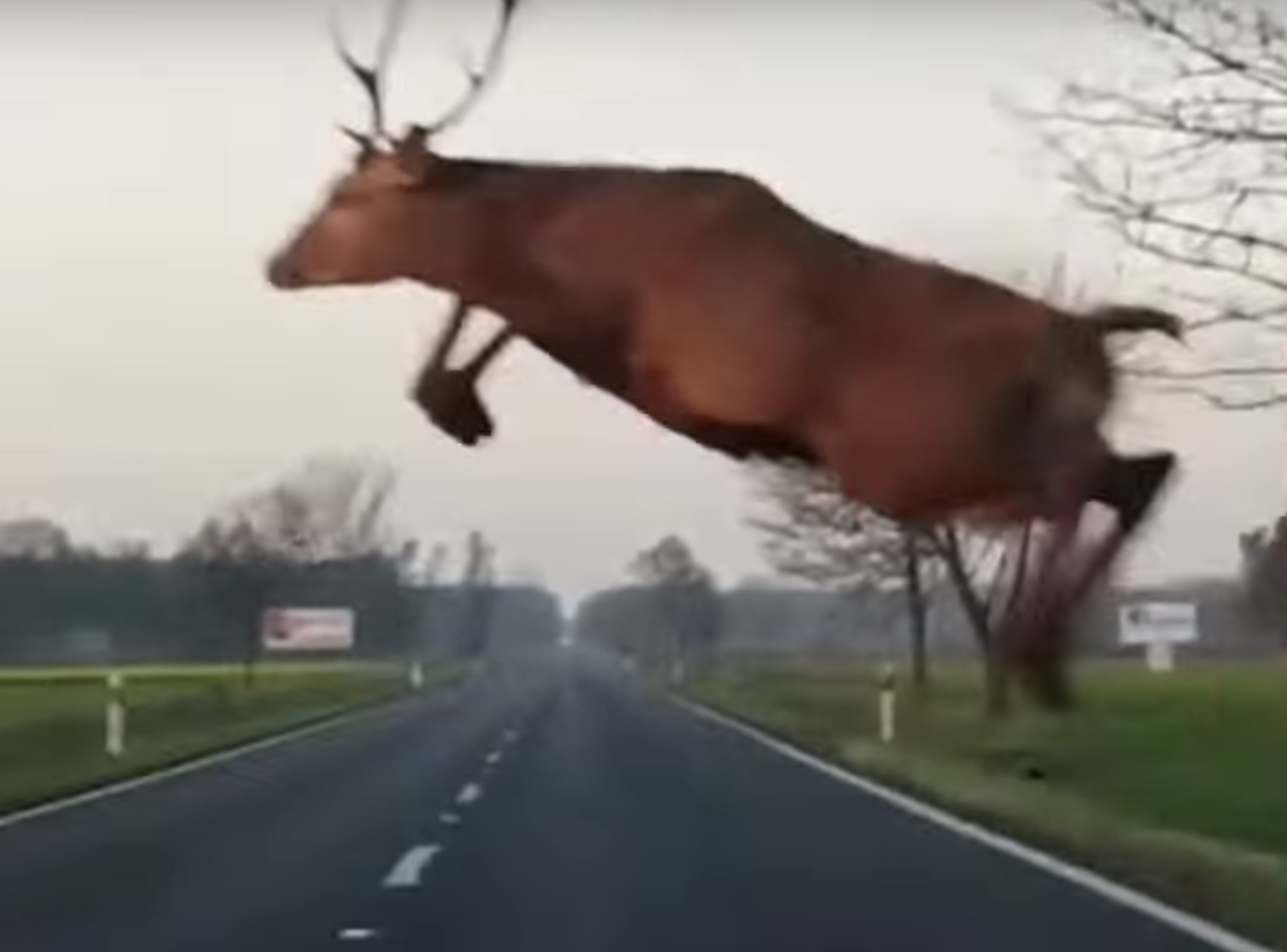 Vodič mal obrovské šťastie! Jeleň mu preletel ponad auto