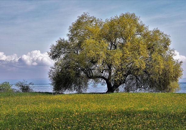 plant-a-tree-610x426