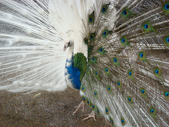 albini_zvierata_9