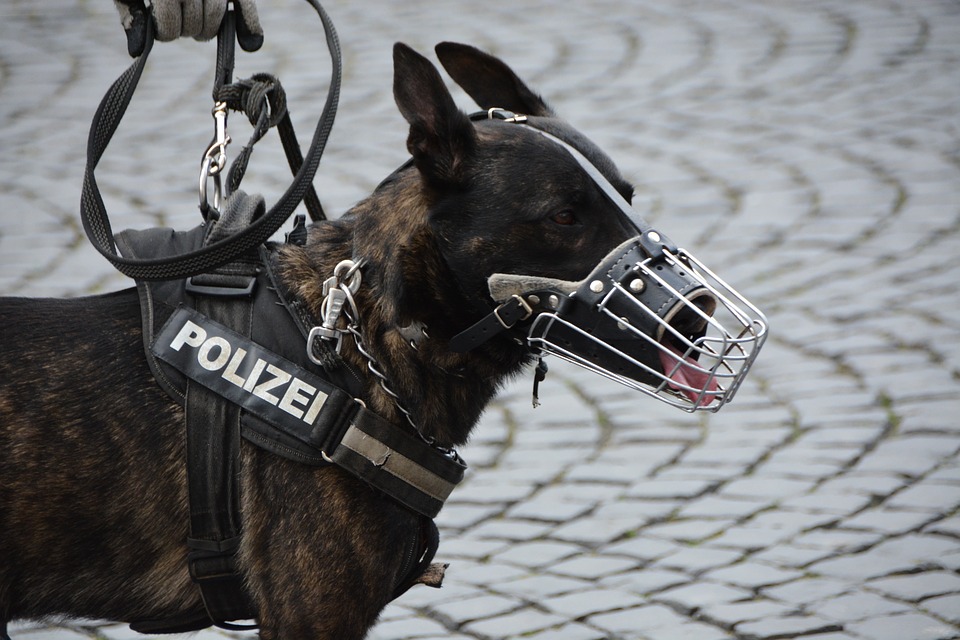 Policajné psy: Toto je 6 tých najvhodnejších plemien