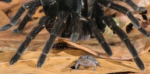 Vedel si, že tarantuly si nechávajú žaby ako domáce zvieratká?