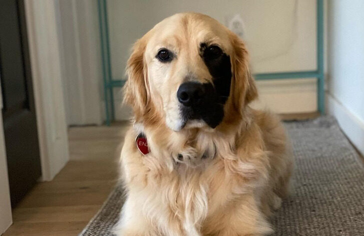 retriever