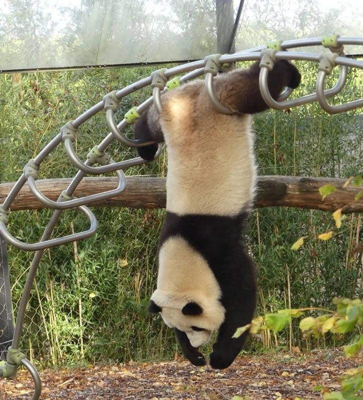 fotografie