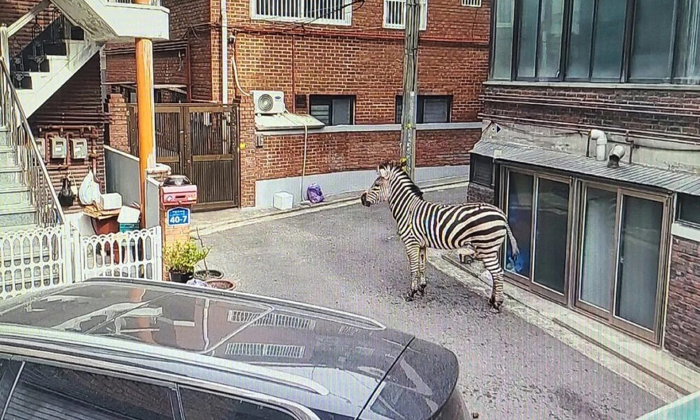 zoo