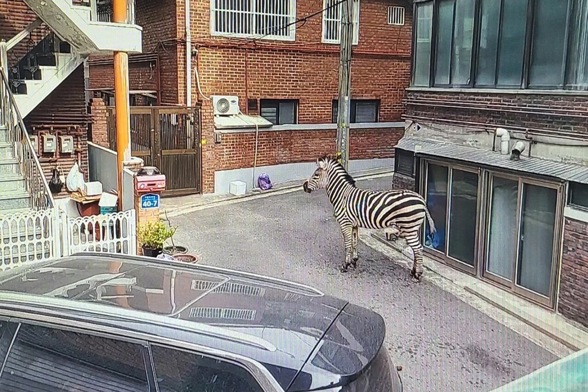 zoo