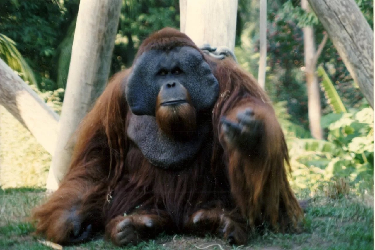 zoo
