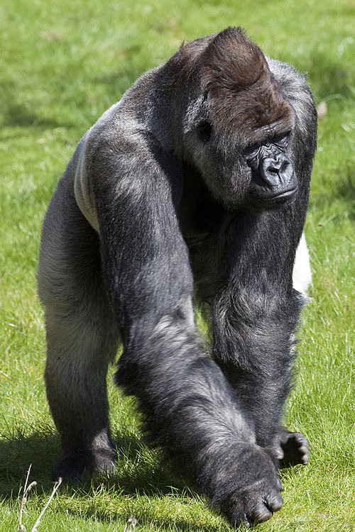 zoo