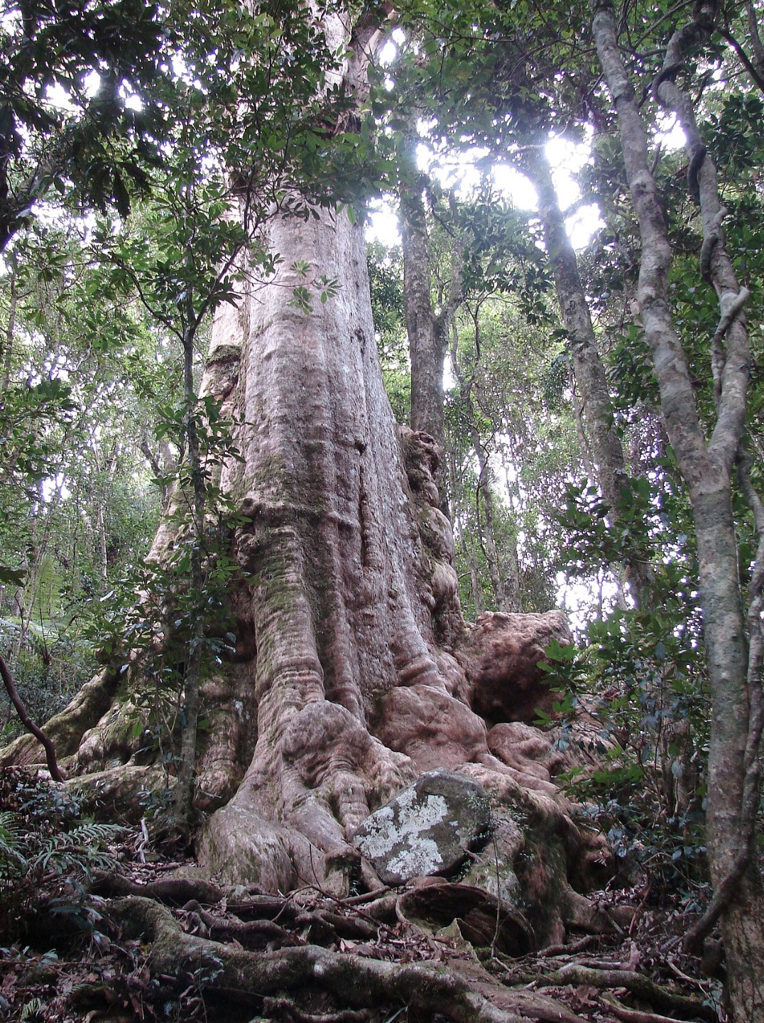 pralesy