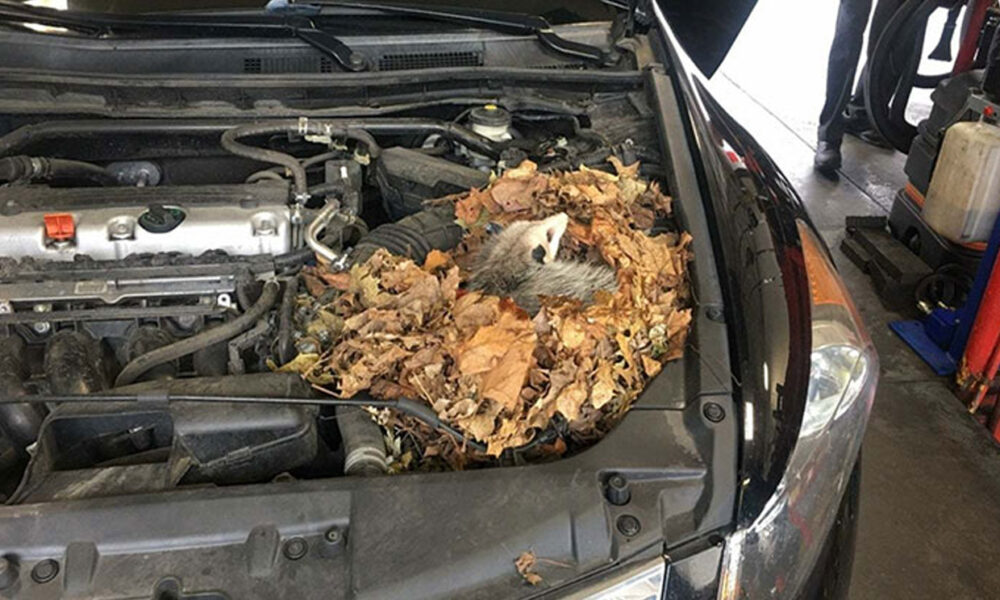 automechanici