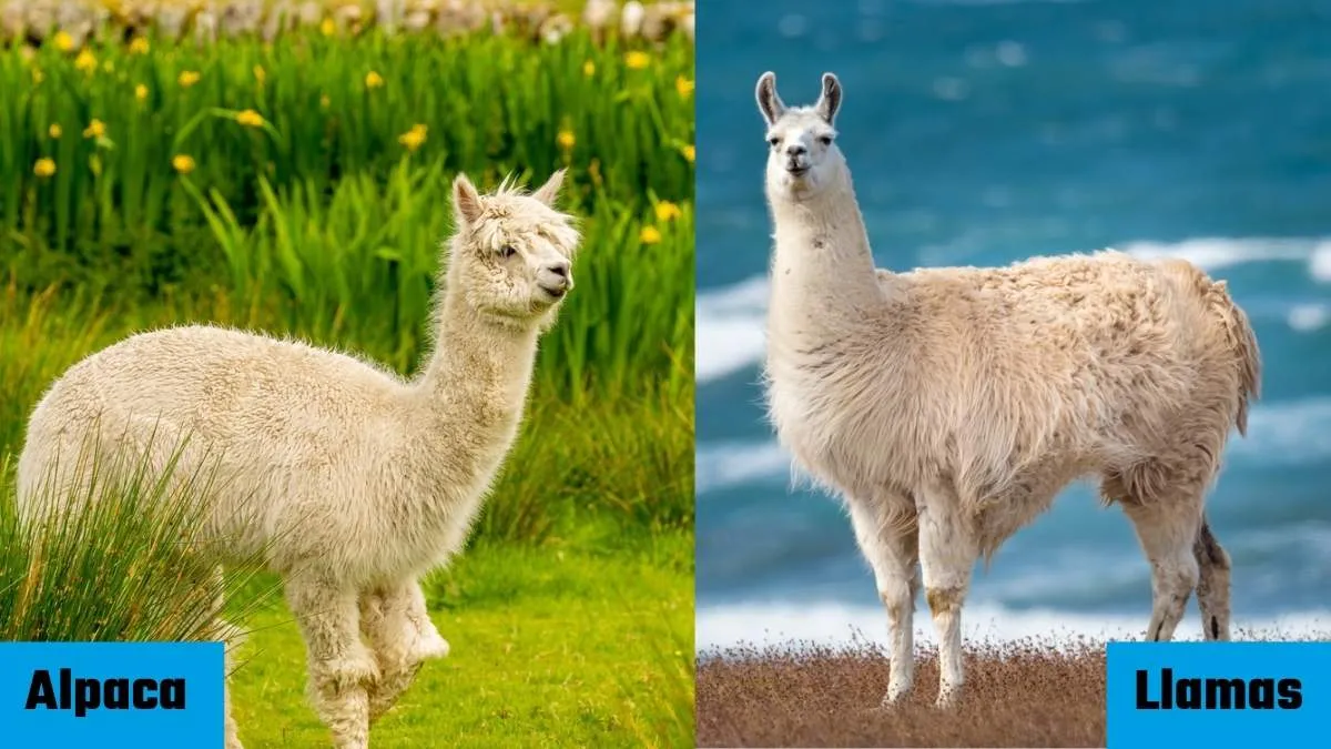 lama