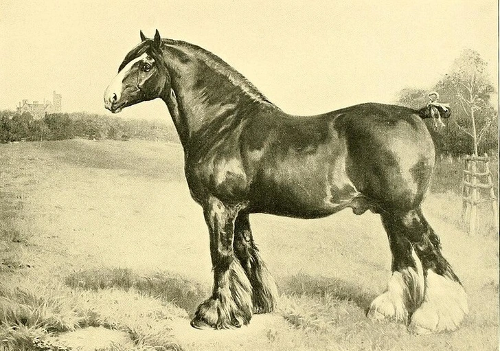 Hospodárske zvieratá