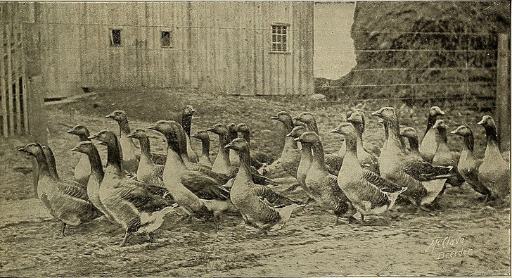 Hospodárske zvieratá