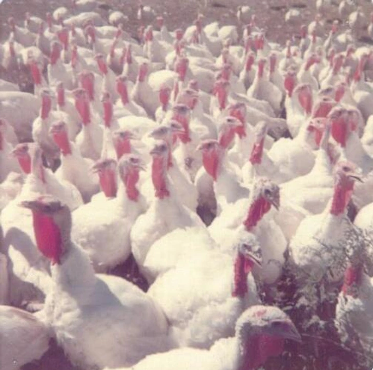 Hospodárske zvieratá