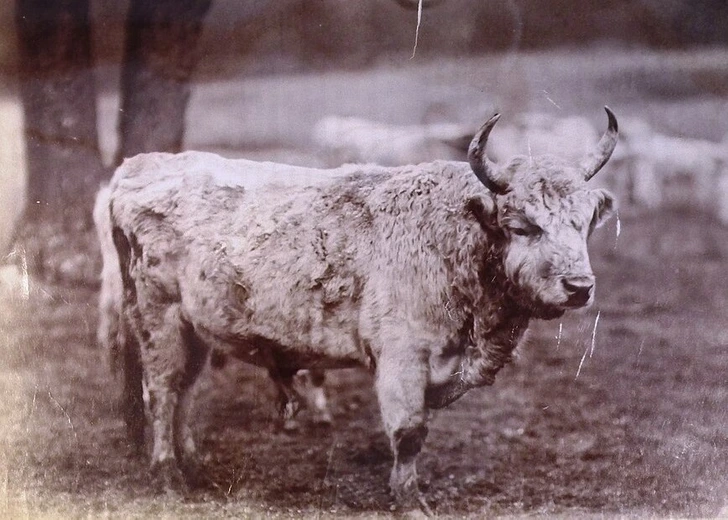 Hospodárske zvieratá