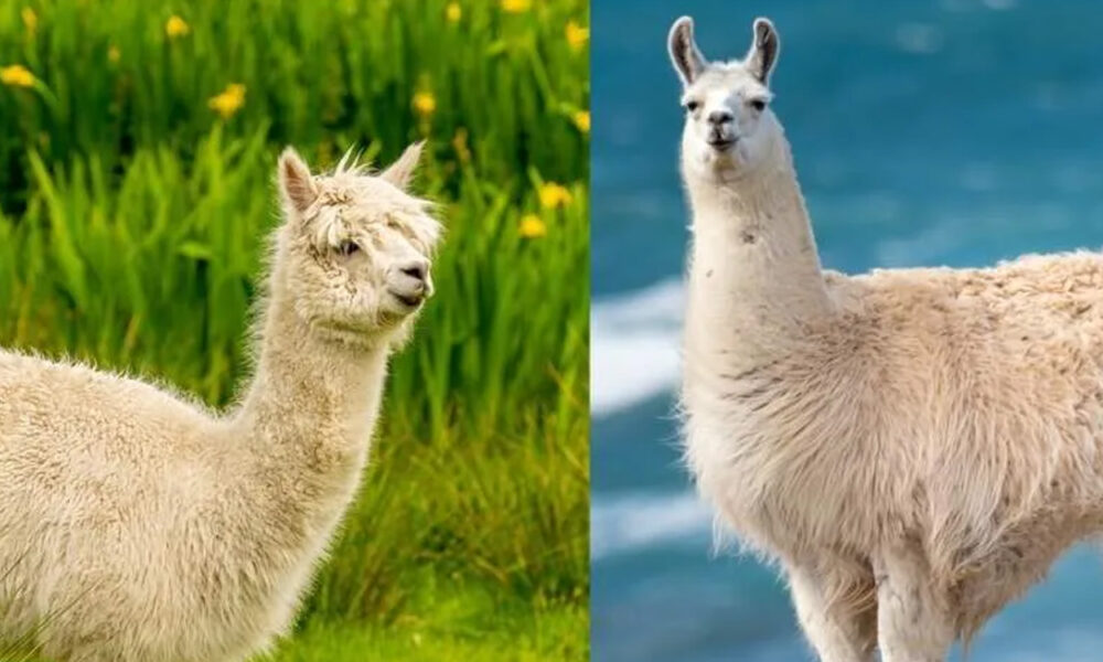 lama